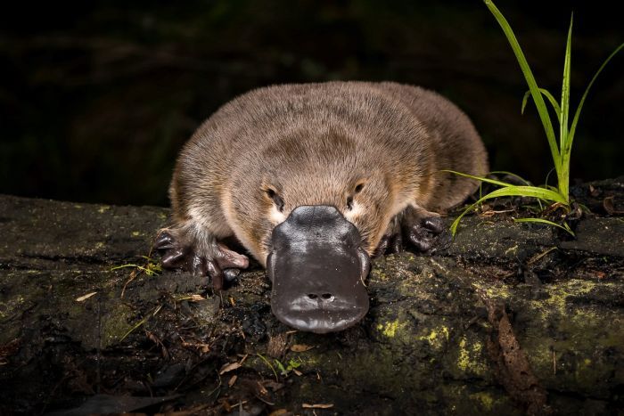 Legend of the Platypus – Leanbh Pearson